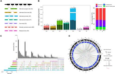 Genome-Wide Transcriptional Analysis Reveals Alternative Splicing Event Profiles in Hepatocellular Carcinoma and Their Prognostic Significance